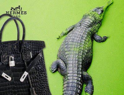 combien de crocodiles pour un sac hermes|Hermes crocodile pores.